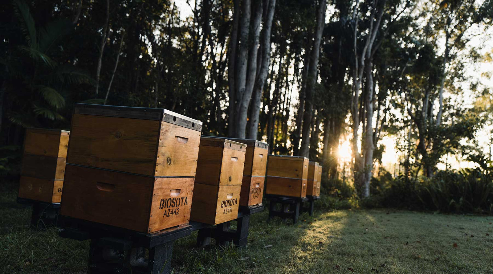 biosota organics best manuka honey brand