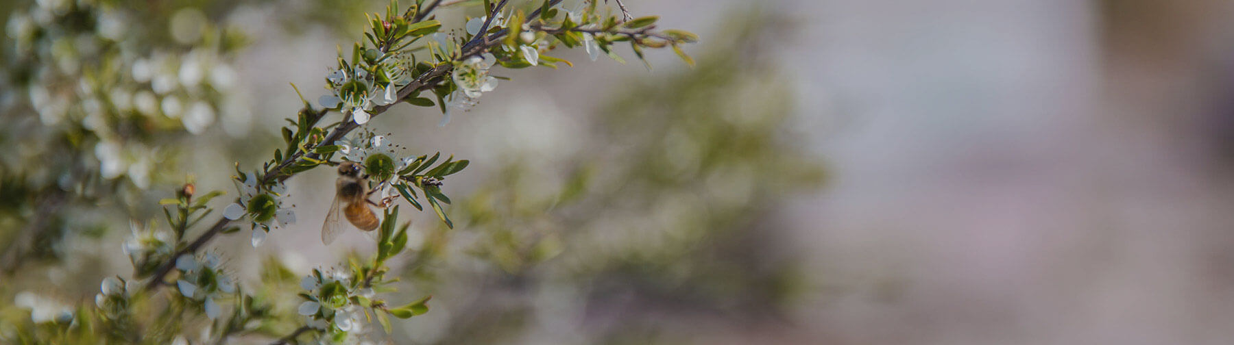 medical grade manuka honey