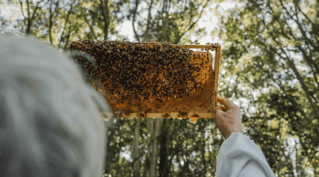 Where to buy Manuka honey online