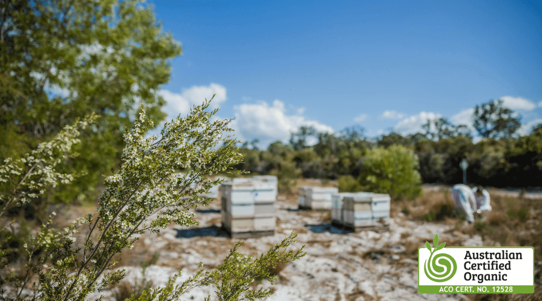 Australian Organic Manuka Honey - Beehives