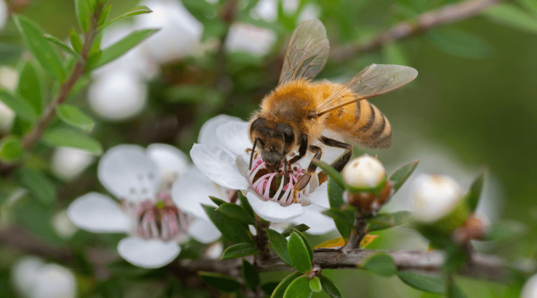 World Bee Day: Why Bees Are Essential to Food and Wellness