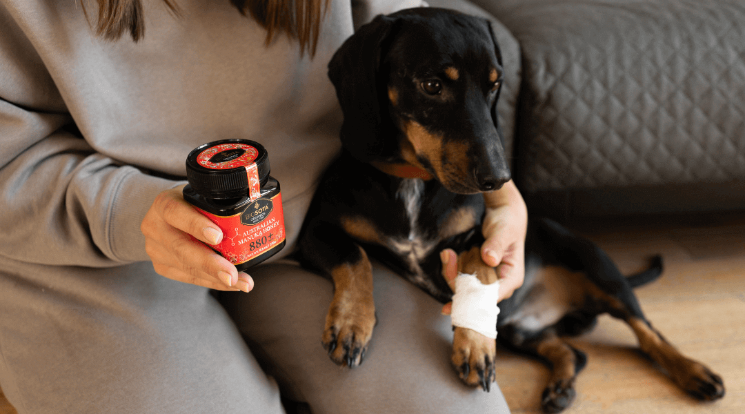 Treating pet dog's wound with Manuka honey