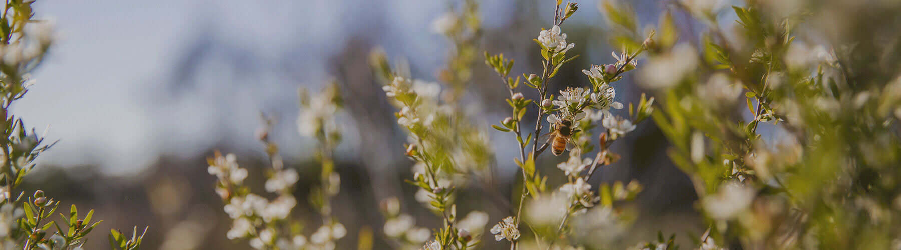 High MGO Manuka 1200+