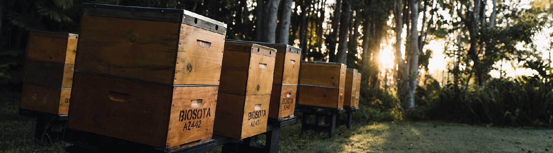 Biosota Organics Manuka Honey Bundles