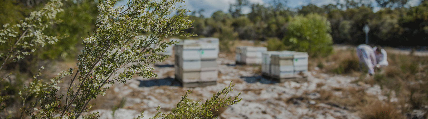 All Manuka Honey Products