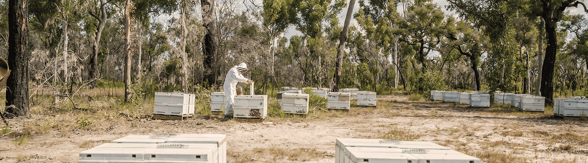 Award Winning Manuka Honey