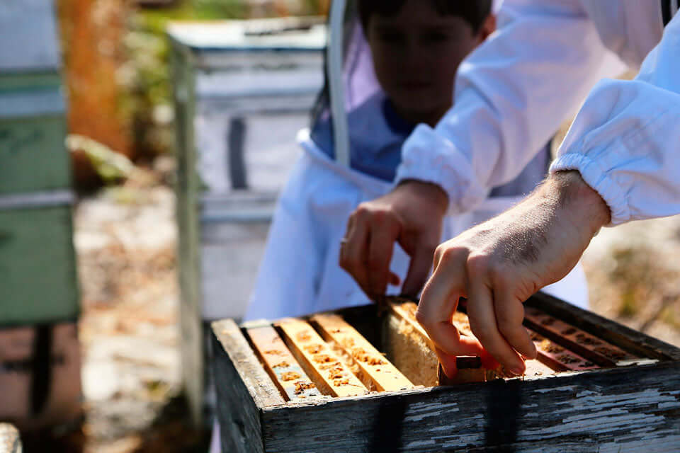 organic manuka honey production