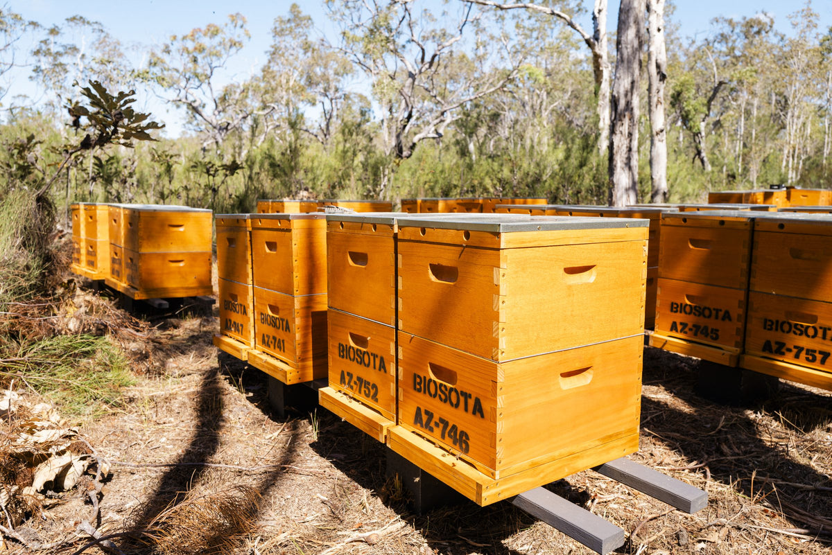 Numbered Biosota beehives at our certified organic Manuka bee site in the Australian bush