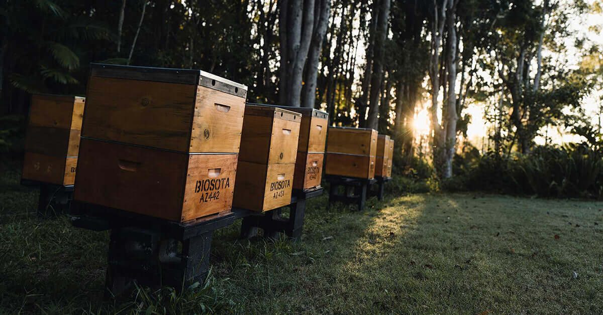 A row of Biosota beehives at sunrise in the Australian bush